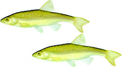 �A�u���n��