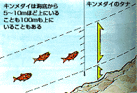 キンメダイのタナ