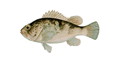 �\�C�i�L�c�l���o���j