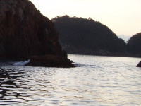 �����ł̓E�L�𒾂܂���