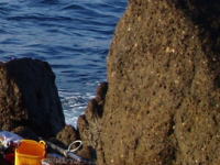 ���Ό����ɗ���钪