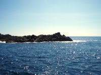 �A�J�W���R�A�I�Z���E�E�A�摜�����Ă܂���E�E�E��