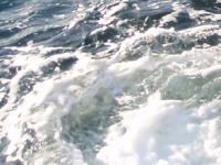 �T���V�̓O���ނ�̍D�|�C���g