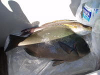 �������ł����A�����O���E�E�E��