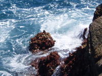 ���܂��Ă����J�c�I���i��I���Y�j